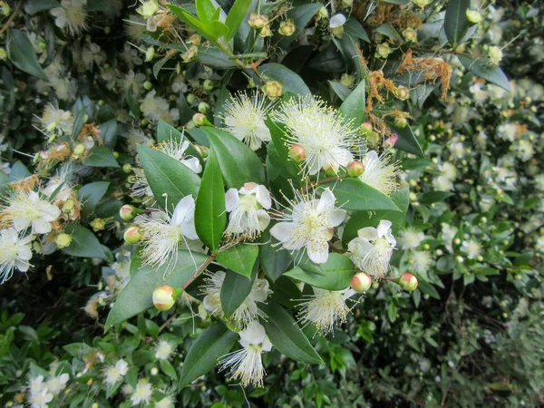 Närbild Blommande Myrtenbuske — Stockfoto