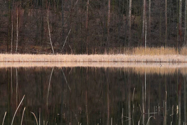 日落时湖面上倒映着一片遥远的褐色青草和森林 — 图库照片