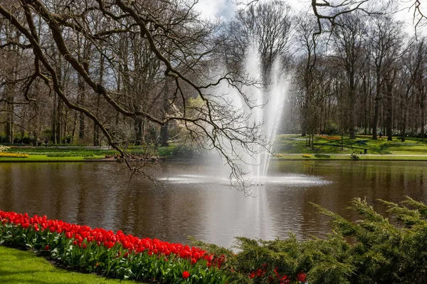 Los Tulipanes Rojos Cerca Del Lago Con Fuente Keukenhof Lisse —  Fotos de Stock