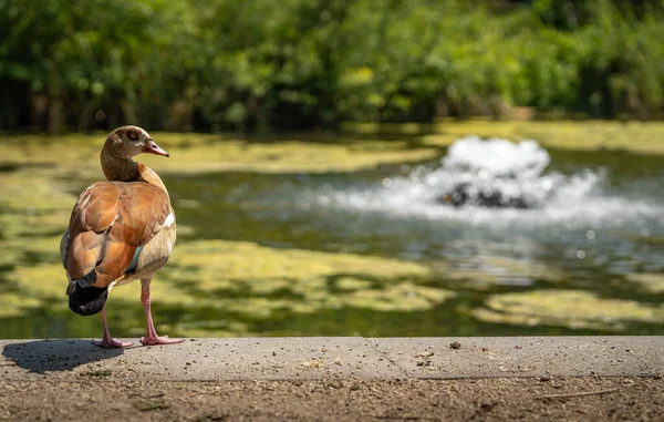 Vacker Egyptisk Gås Vid Fontänen Holländsk Park Selektivt Fokus — Stockfoto