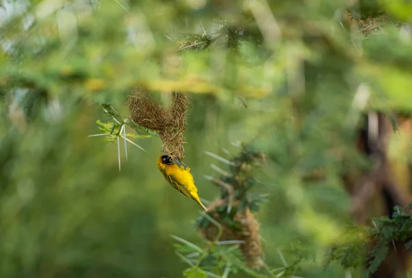 Nahaufnahme Eines Ploceus Webers Beim Nestbau Auf Verschwommenem Hintergrund — Stockfoto