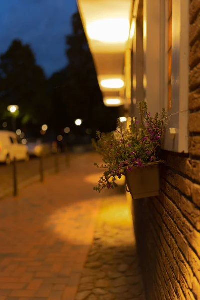 Plan Vertical Une Fleur Suspendue Pot Sur Mur Pierre Ratzeburg — Photo