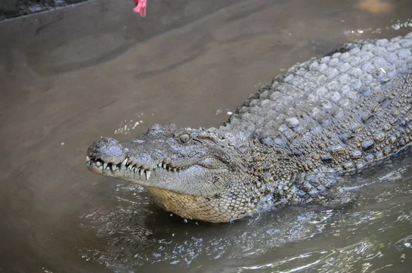 Adult Dangerous Crocodile Green Water River — Stock Photo, Image