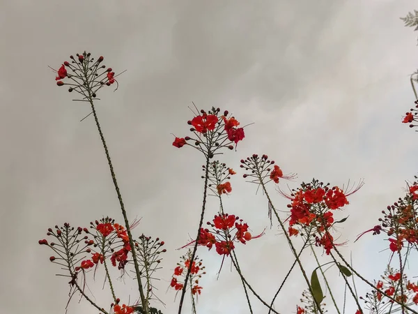 Low Angle Shot Red Fire Tree Blooms Cloudy Dark Sky — Stock Photo, Image