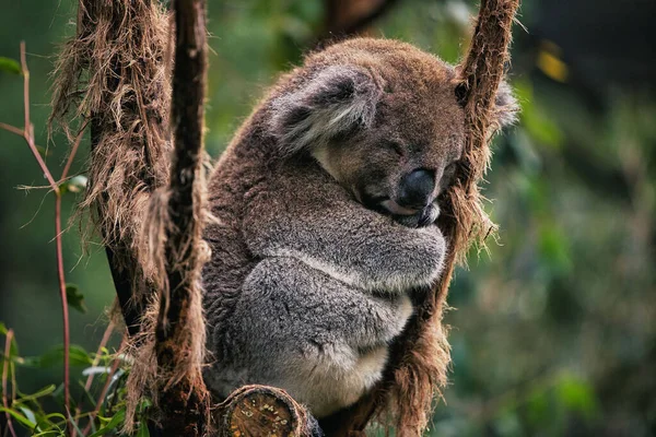 Egy Közeli Kép Egy Álmos Koaláról Amint Egy Ágon Tartja — Stock Fotó