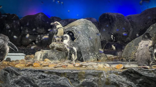 Een Prachtig Uitzicht Schattige Pinguïns Het Aquarium Langkawi Maleisië — Stockfoto