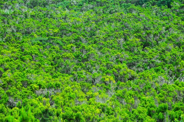 Feuilles Pin Des Forêts Sauvages Texture Arrière Plan Gomera Îles — Photo