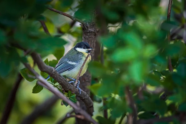 Great Tit Sits Branch Bush — Foto Stock