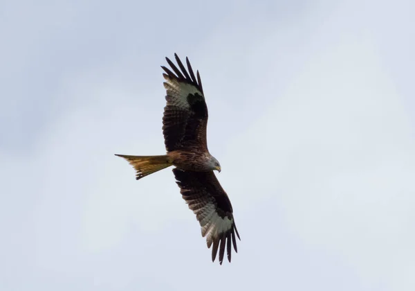 Rotmilan Fliegt Einem Sonnigen Tag Blauen Himmel — Stockfoto