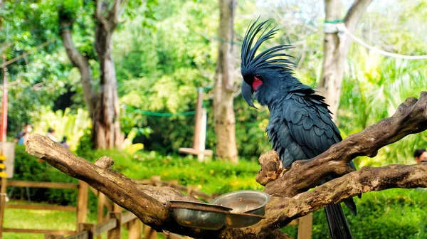 Selective Focus Shot Palm Cockatoo Probosciger Aterrimus — Stock Photo, Image