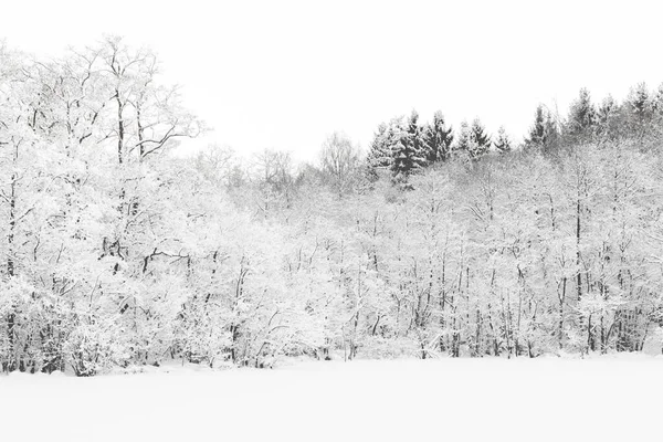 Danimarka Kışın Ormandaki Karla Kaplı Ağaçların Büyülü Manzarası — Stok fotoğraf