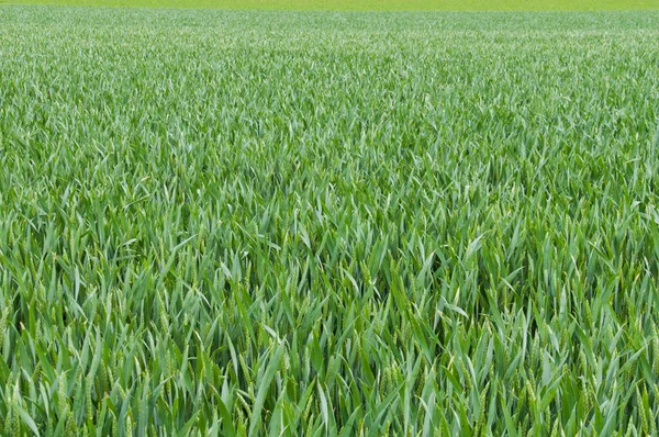 Прекрасный Вид Пшеничное Поле Качающимися Ветру Растениями — стоковое фото
