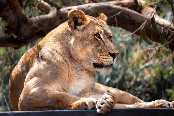 Portrait Wild Lioness Resting Plank Zoo — Stock Photo, Image