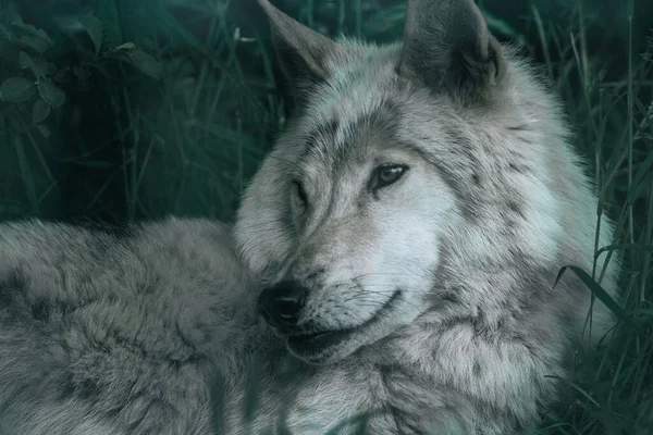一只美丽的白狼站在绿林中的特写镜头 — 图库照片