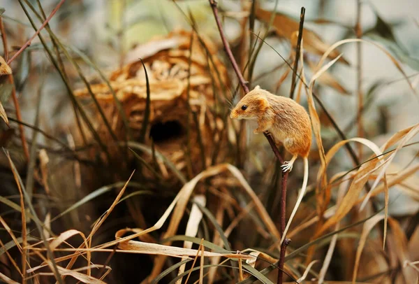 Plan Sélectif Une Souris Dorée Accrochée Une Brindille Une Plante — Photo