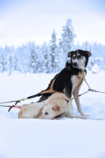 Dog Sledding Landscape Covered Snow Lapland — Stock Photo, Image