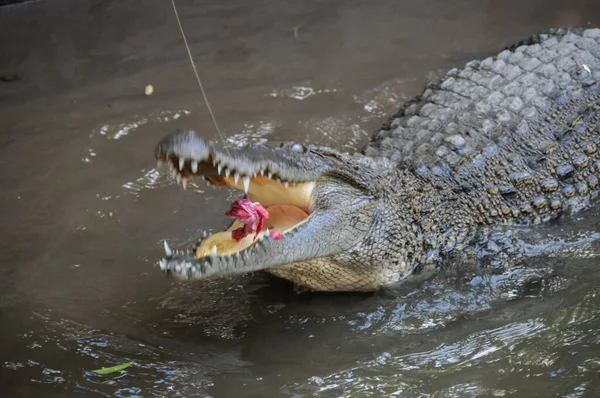 Crocodilo Perigoso Adulto Rio Água Verde — Fotografia de Stock