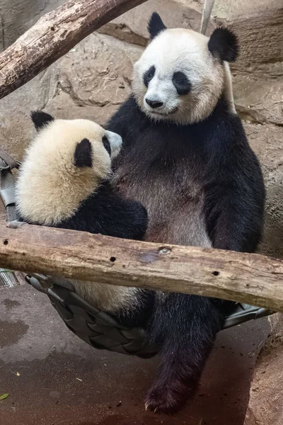 Óriás Pandák Medvepandák Bébi Panda Anyukája Ölelgetik Egymást — Stock Fotó