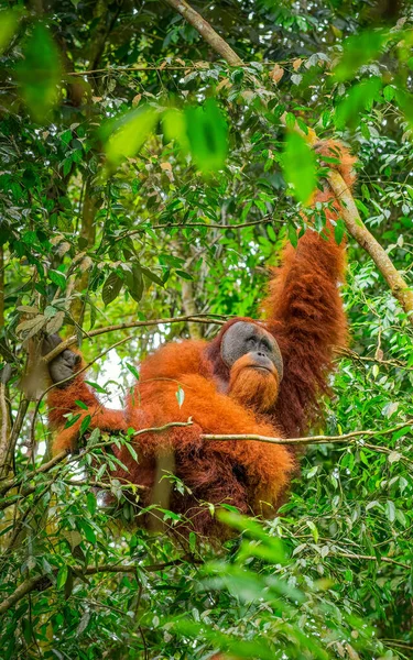 Bir Sumatra Orangutanının Pongo Abelii Bir Dala Tutunurken Dikey Çekimi — Stok fotoğraf