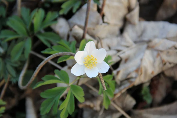 Gros Plan Anémone Bois Qui Fleurit Dans Jardin — Photo