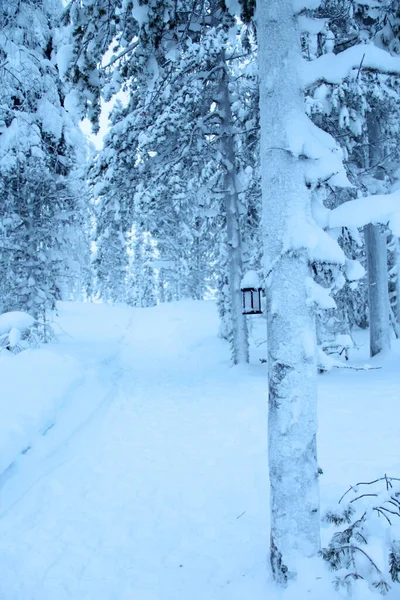 Mesmerizing Shot Forest Covered Snow Day Winter Lapland — Stock Photo, Image