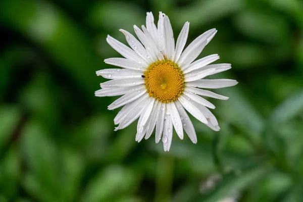 Close Uma Única Camomila Jardim Com Fundo Verde Desfocado — Fotografia de Stock