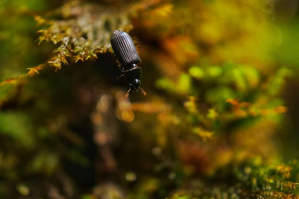 Tiro Foco Seletivo Besouro Preto Carabidae — Fotografia de Stock