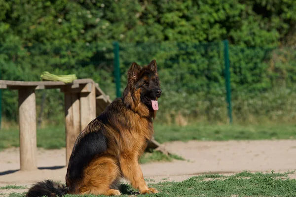 Bir Alman Çoban Köpeğinin Tasmasız Bir Parkta Dili Dışarıda Çimlerin — Stok fotoğraf