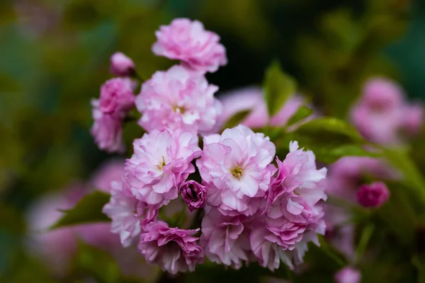 Selektiv Fokusbild Blommor Rosa Prunus Triloba Blommor Med Suddig Grön — Stockfoto