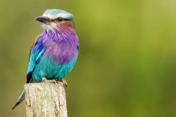 Detailní Záběr Rozkošného Kolečka Lilacovými Prsy Usazeného Vrcholku Dřevěné Tyče — Stock fotografie