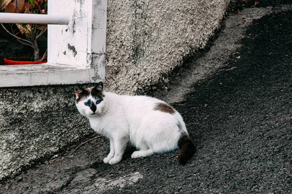 Gato Branco Com Olhos Azuis Rua — Fotografia de Stock