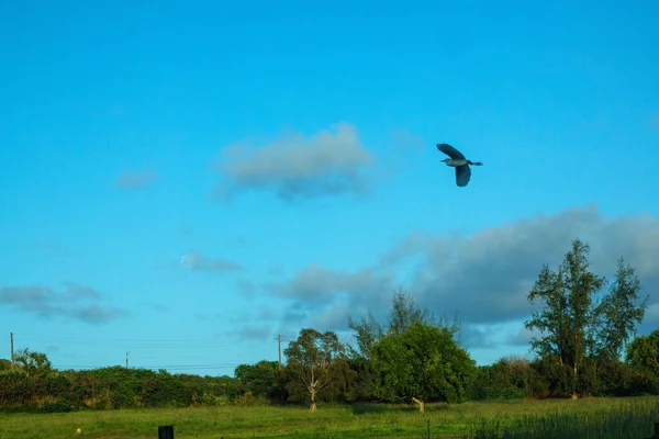 Una Hermosa Vista Pájaro Volando Cielo Nublado Sobre Exuberantes Campos —  Fotos de Stock