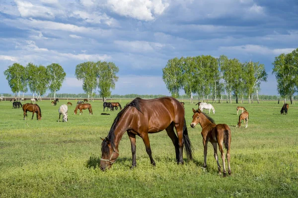 緑の草原に馬の放牧と夏の風景 — ストック写真