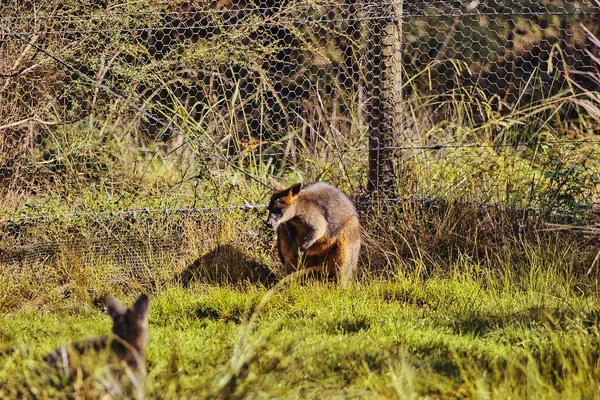 Enkele Schattige Kangoeroes Grazen Ontspannen Het Gras — Stockfoto