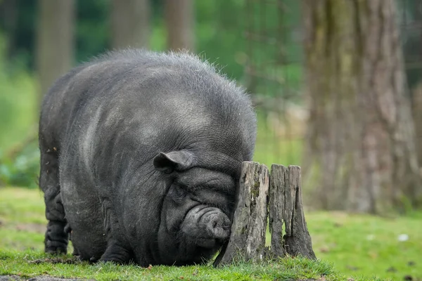 在树桩旁拍到一只越南小猪的特写镜头 — 图库照片