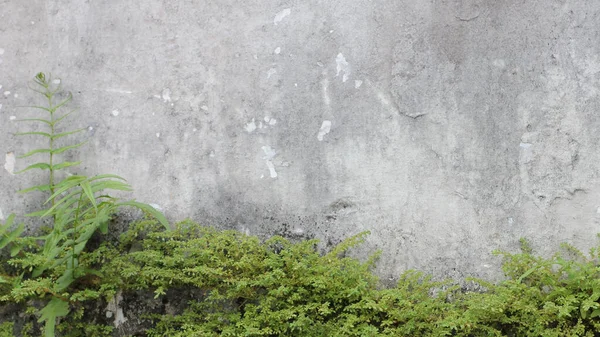 绿树成荫的石墙的近景 — 图库照片