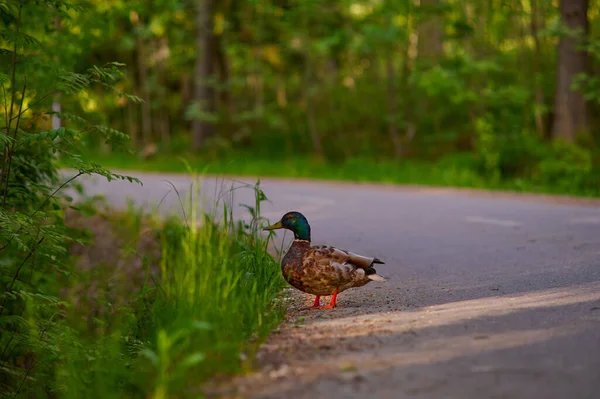 Healthy Male Mallard Wild Duck Standing Forest Road Ditch Green — Stock Photo, Image