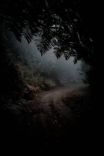 Vertical Shot Empty Walking Path Woods Foggy Weather — Stock Photo, Image