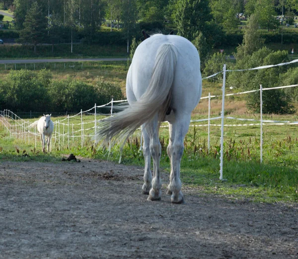 Cavalos Adoráveis Caneta Perto Campo Cercado Por Plantas Árvores Verdes — Fotografia de Stock