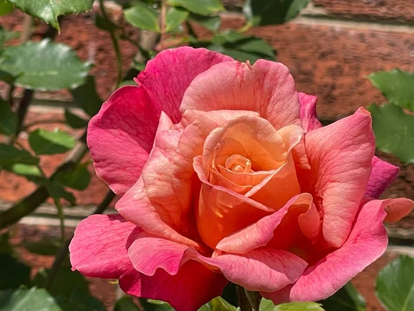 Ένα Κοντινό Πλάνο Από Ένα Ανθισμένο Πορτοκαλί Ροζ Τριαντάφυλλο — Φωτογραφία Αρχείου
