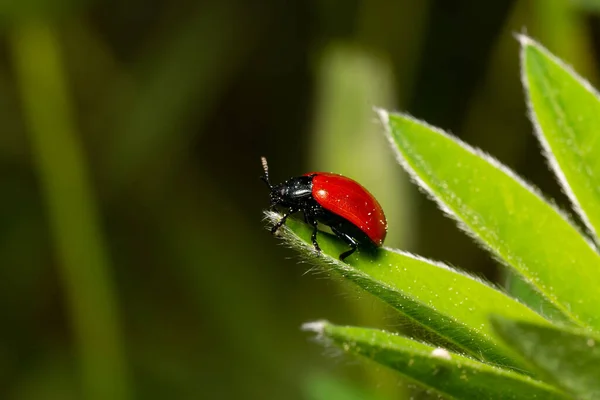 Una Macro Toma Una Mariquita Sentada Una Hoja Fondo Borroso — Foto de Stock