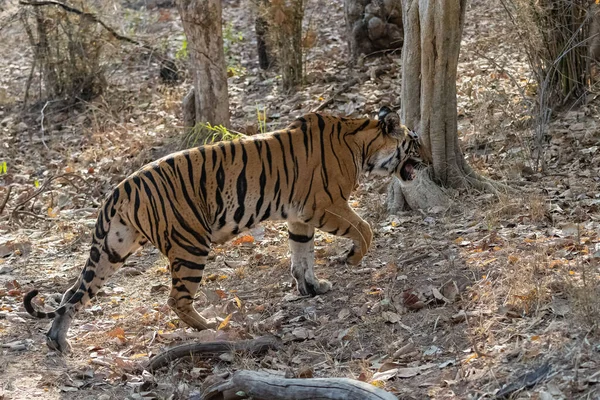 Μια Άγρια Τίγρη Στέκεται Στο Δάσος Στην Ινδία Madhya Pradesh — Φωτογραφία Αρχείου