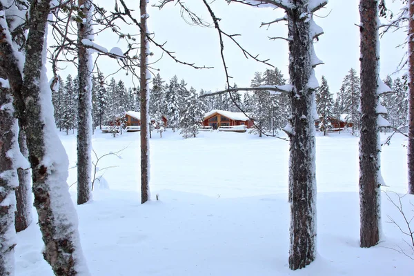 Cliché Fascinant Une Forêt Couverte Neige Pendant Journée Hiver Laponie — Photo