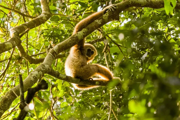 Gibbon Mãos Brancas Olhando Para Câmera Enquanto Sentado Relaxando Galho — Fotografia de Stock