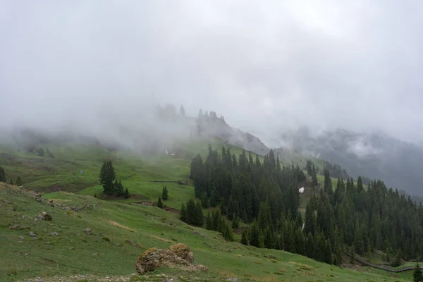 Piękny Widok Las Zielony Krajobraz Mglisty Dzień Dużą Mgłą — Zdjęcie stockowe