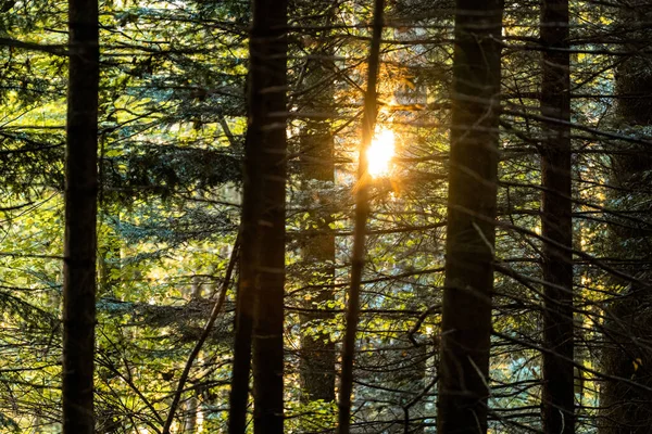 スイスのヴォー州モンペレーリンの黄金の時間の森 — ストック写真