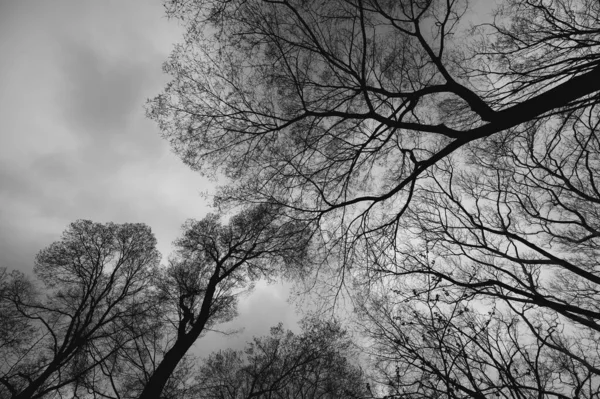 中央公園の曇天に対する木々のシルエットの低角度グレースケールショット — ストック写真