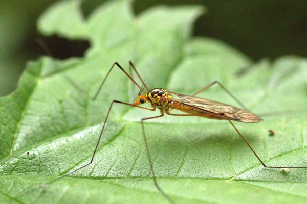 Крупный План Маленького Комара Зеленом Листе — стоковое фото
