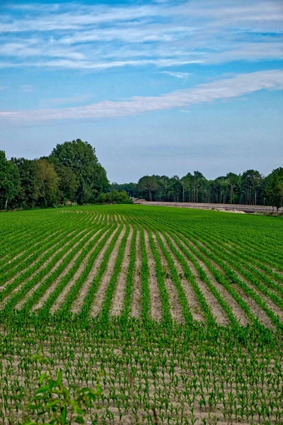 Tiro Vertical Campo Maíz Verde Con Árboles Fondo Bajo Cielo — Foto de Stock