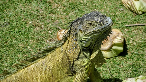 Close Uma Iguana Gelando Sol Grama — Fotografia de Stock